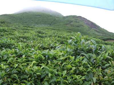 貴州茶企&ldquo;四統(tǒng)一&rdquo;建成當(dāng)?shù)刈畲缶G茶生產(chǎn)合作社